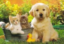 Having A Pet is Better Than Having a Boyfriend: Here’s Why