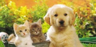 Having A Pet is Better Than Having a Boyfriend: Here’s Why