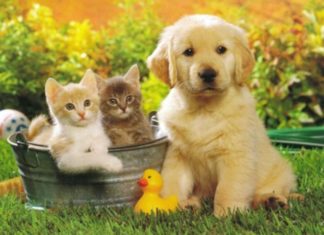 Having A Pet is Better Than Having a Boyfriend: Here’s Why