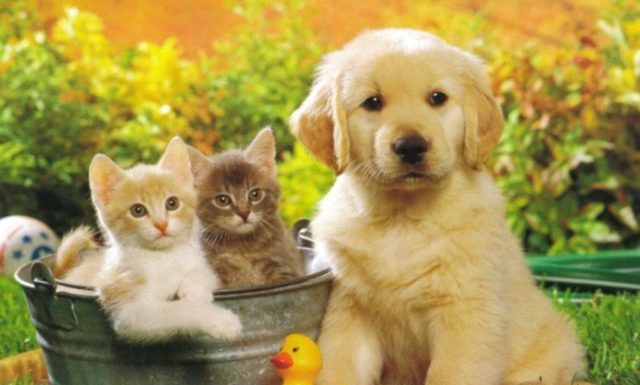 Having A Pet is Better Than Having a Boyfriend: Here’s Why