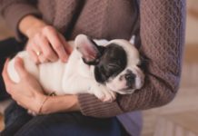 Be A Pet Sitter And Get Paid For Spending Your Days With Cute Pets!