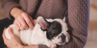 Be A Pet Sitter And Get Paid For Spending Your Days With Cute Pets!