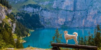 Dog Grooming: Spend Your Days With Doggos and Earn While You’re At It!