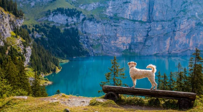 Dog Grooming: Spend Your Days With Doggos and Earn While You’re At It!